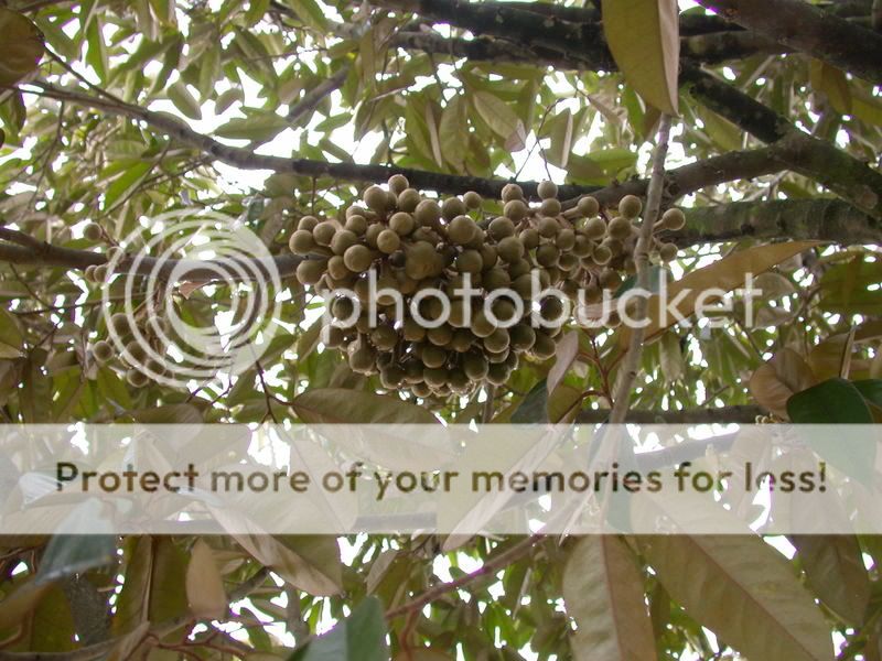 Download 770 Koleksi Gambar Durian Bintana Terbaik 